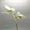 Laelia anceps alba